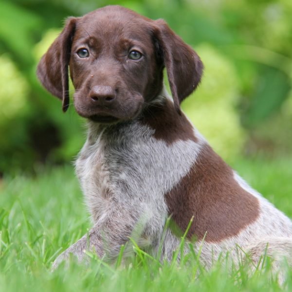 I Absolutely Love German Short Haired Pointer Dogs Pets