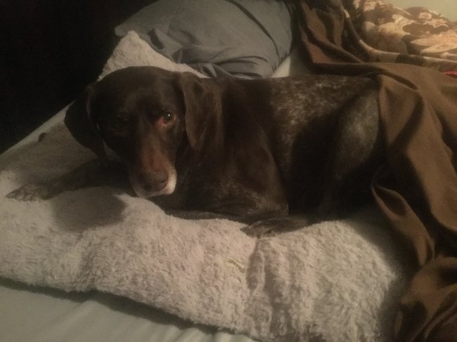 I Absolutely Love German Short Haired Pointer Dogs Pets