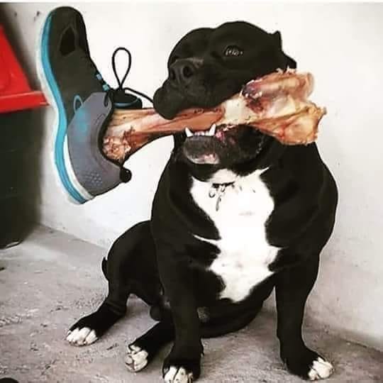 It S Fine If Your Dog Is Fat And Lazy Pets Animals