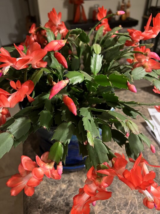 My Christmas cactus bloomed.. yay me! Haha Plants