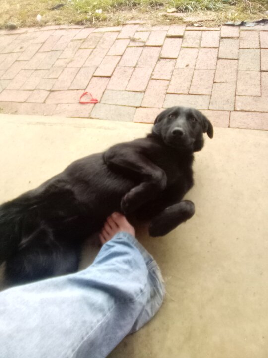 Doggy picture Pictures & Pics