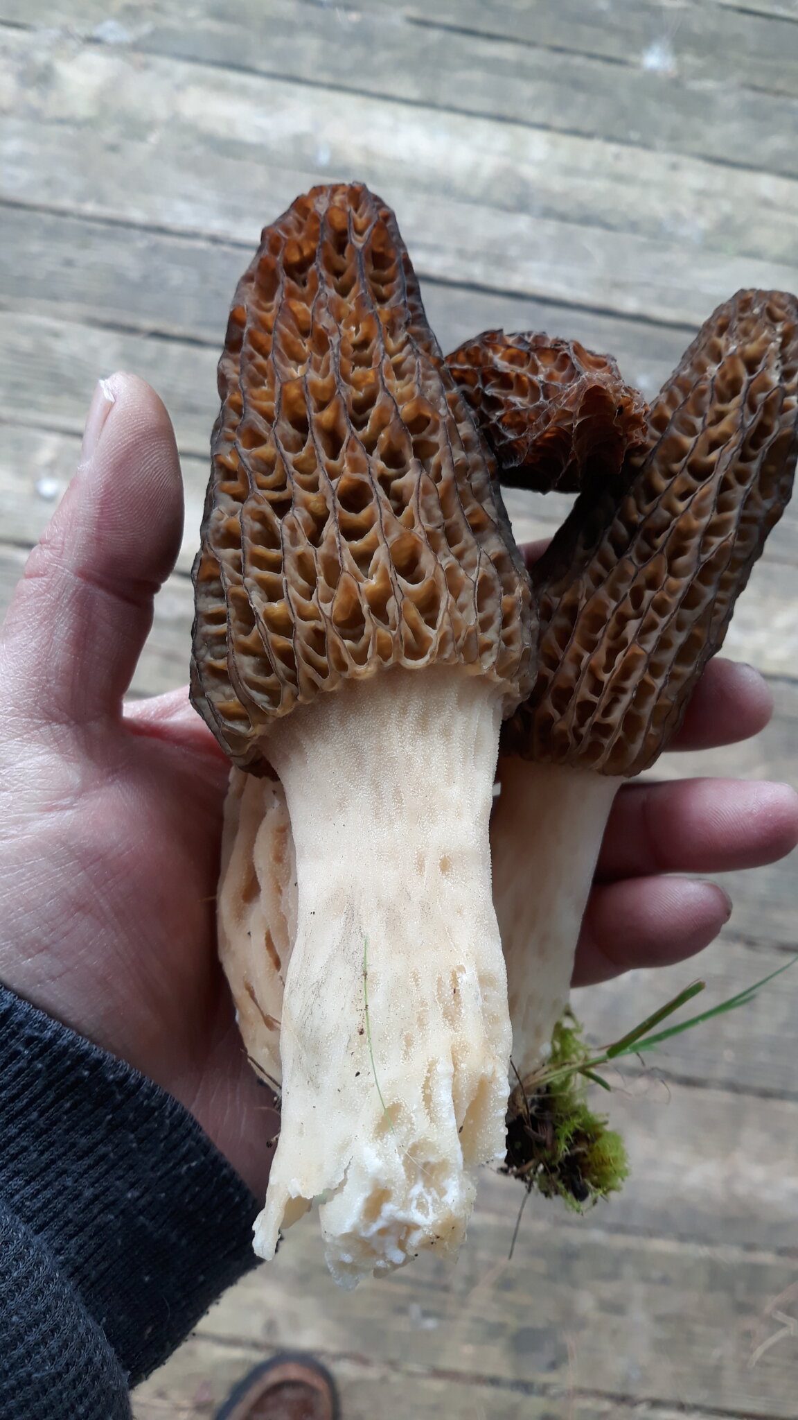 Pretty early Black Morels Nature & Outdoors