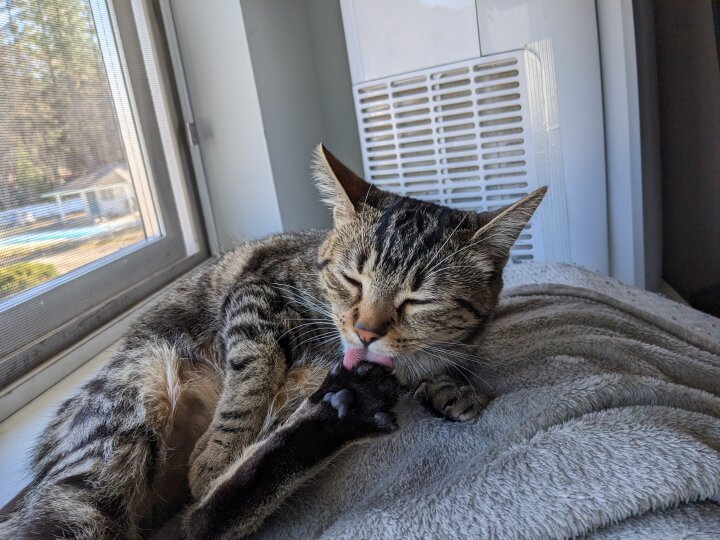 My cat licking her foot. There you go SW. A picture of my cat licking her foot. Pets