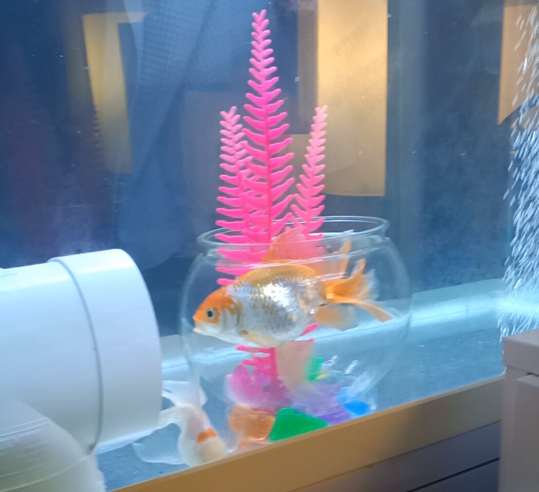 Me *prepares a large tank for my fish to enjoy* *puts a small fish bowl in the tank with a