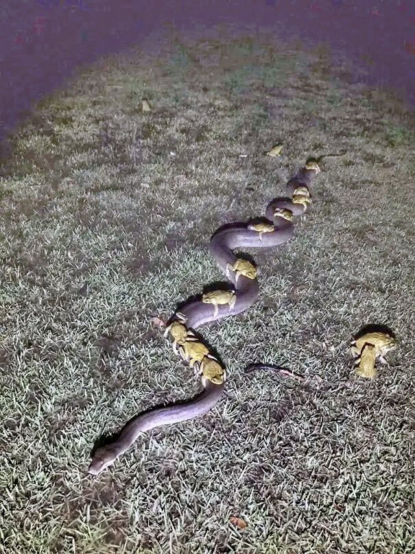 Look at this frog busssssssss Only in australia | Australia