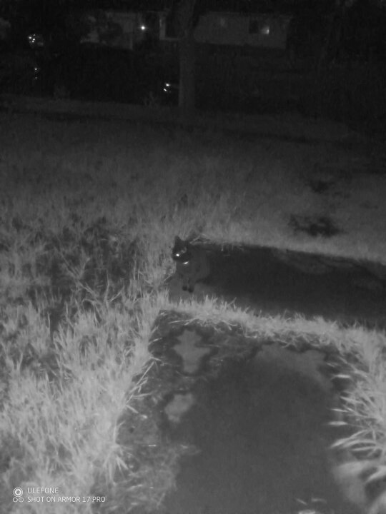 Can you spot the trespasser? 👀 Pictures & Pics