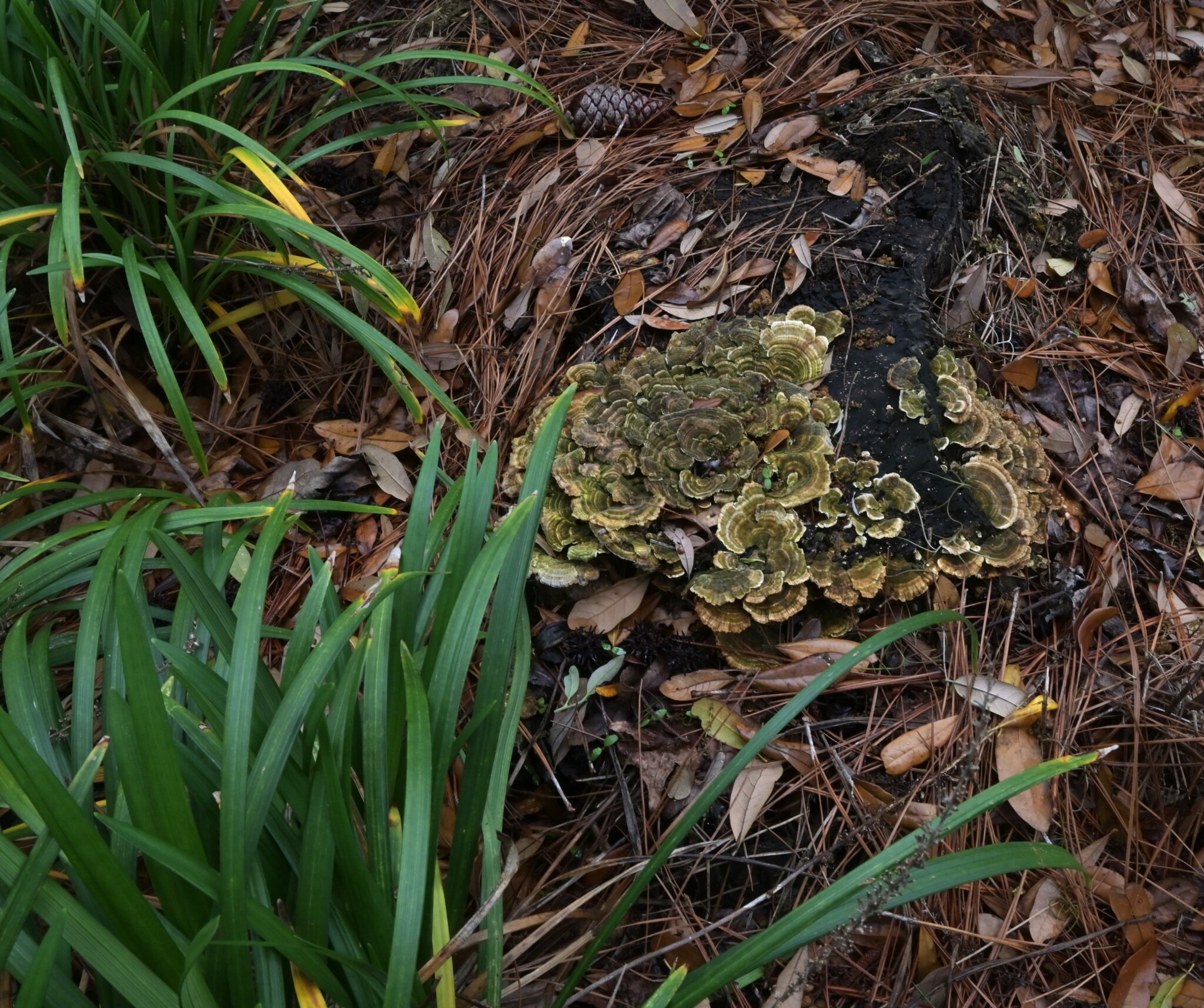 Hilton head weather may