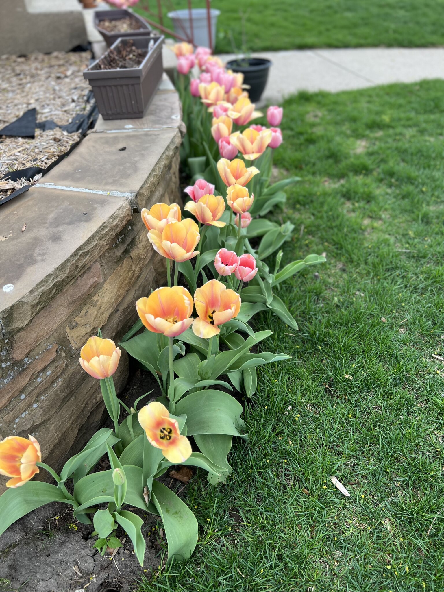 You guys!!! Have you seen my tulips?!?? 🌷 Also… I’ve never seen Tulips
