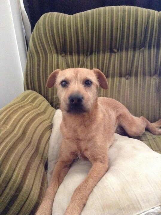 just had my dog put down crazy how much a animal can impact you. Like