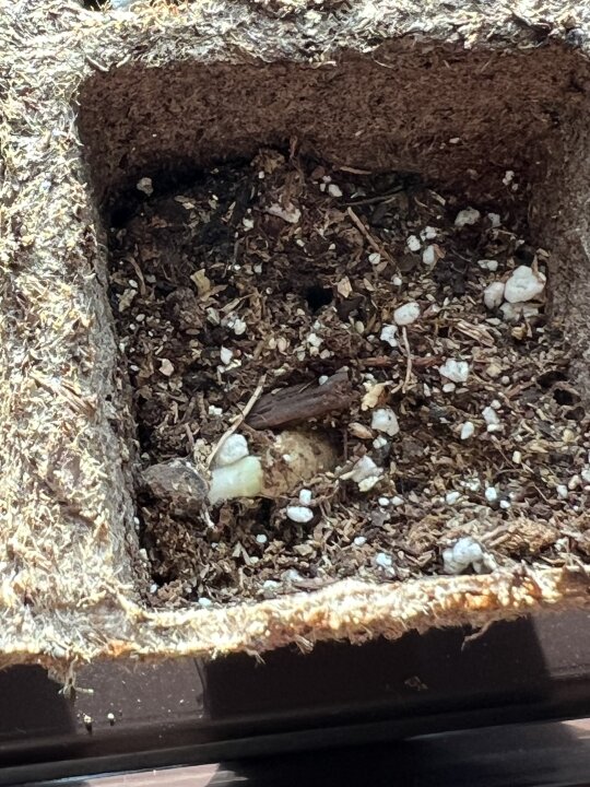 Guyyyyys my zucchini and cucumber seeds are starting to Germinate! Not to mention I have a