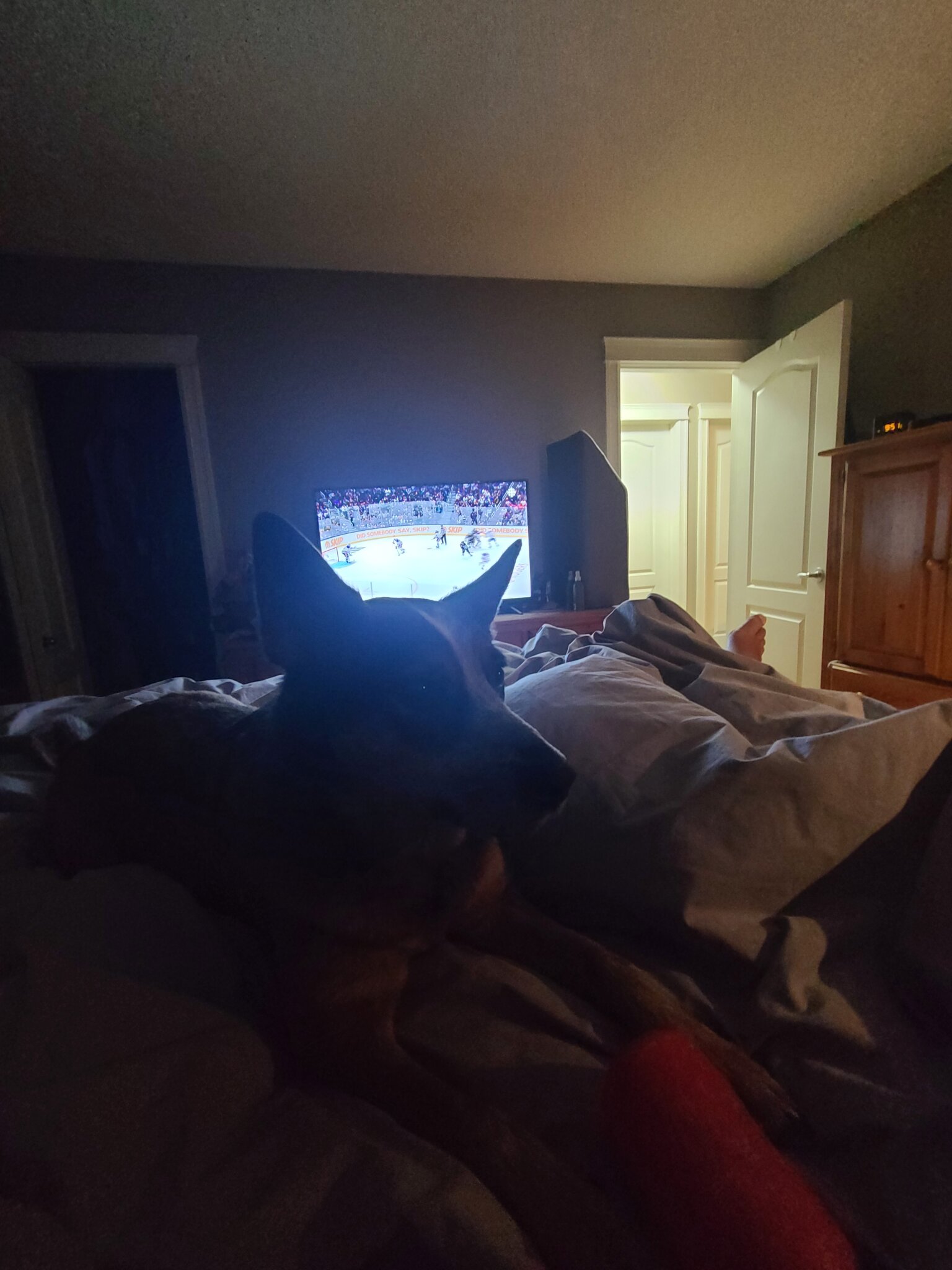 Ever heard of rabbit ears for your TV???? Well.... Pets