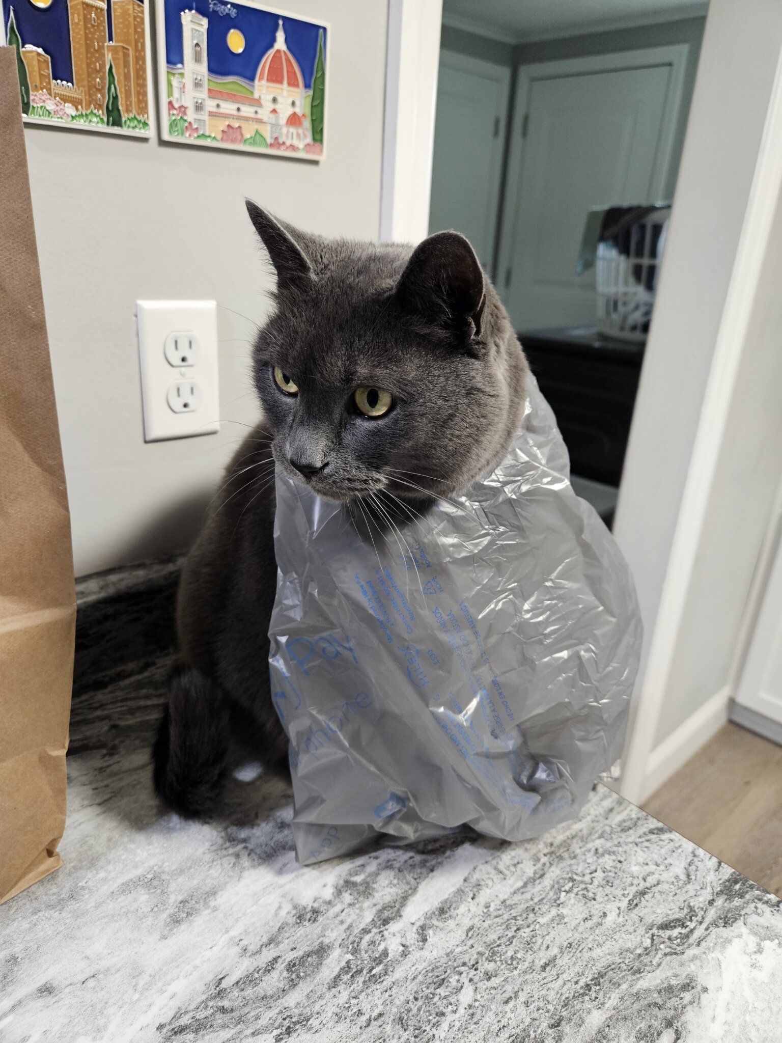 My cat, the bag lady... . Pets