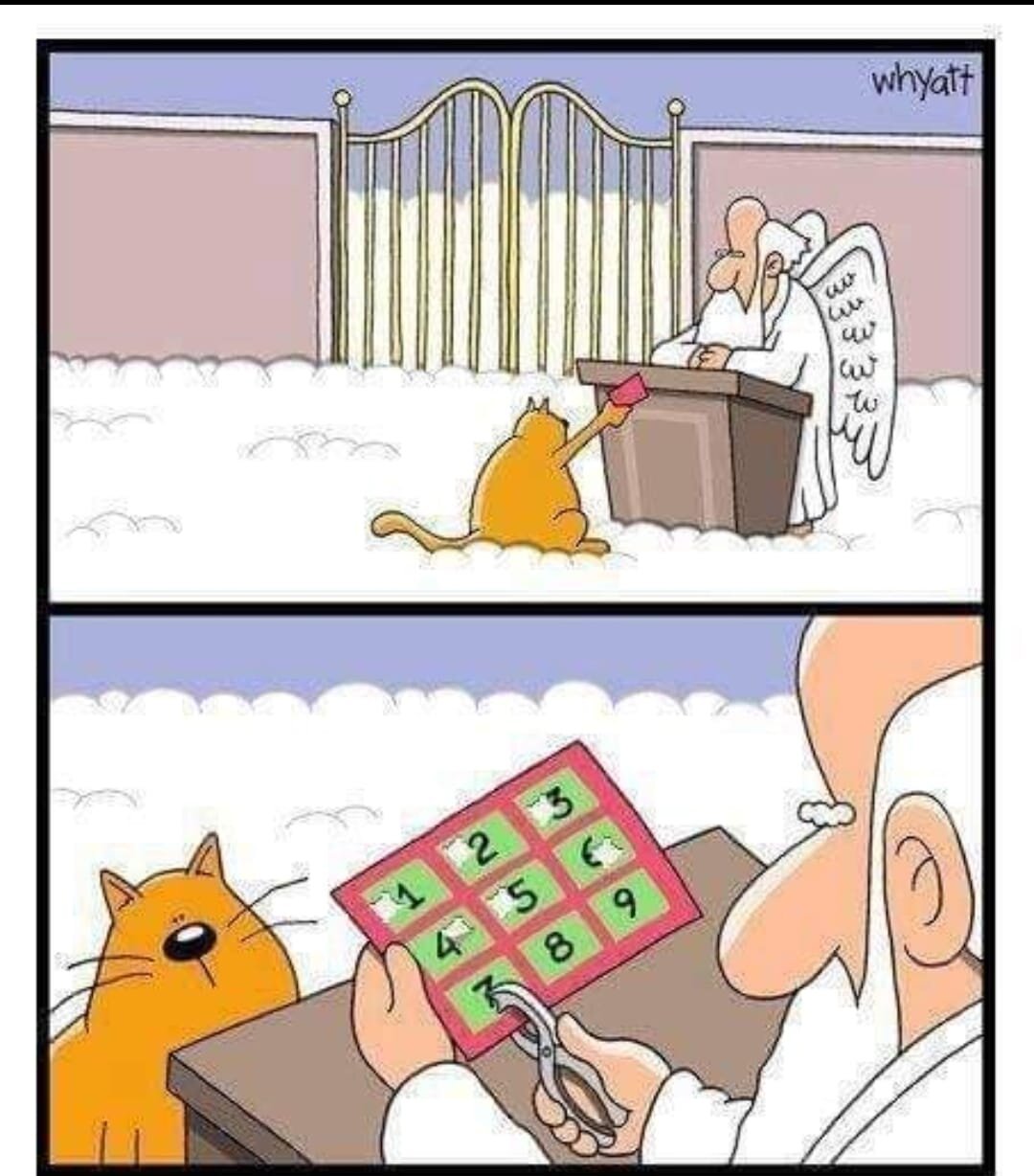 Cat got electrocuted So my cat got electrocuted high voltage from