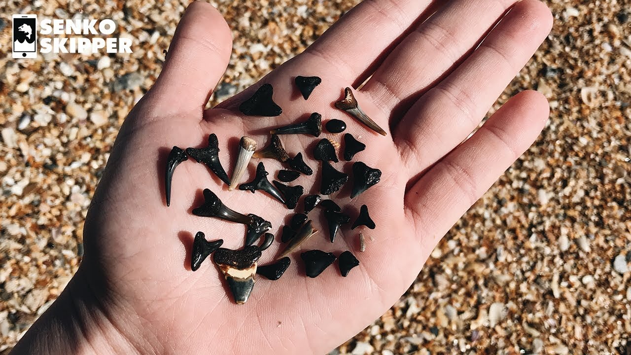 When you go to the ocean can you find sharks teeth easily? I cant but a