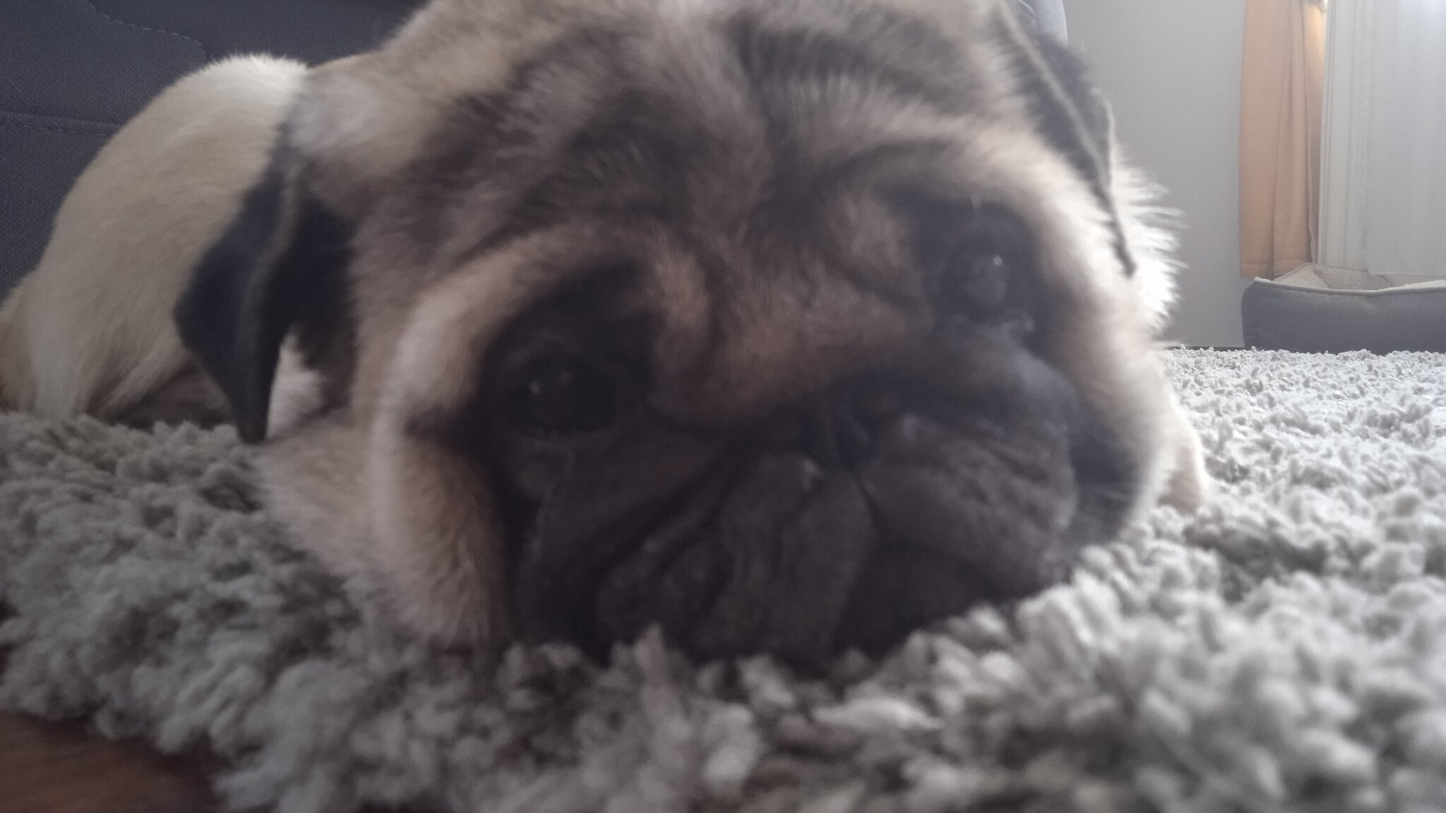 my dog died this morning. my dog died this morning. she was a hardly 1