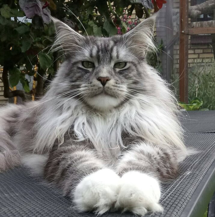 SirfurryanimalWales-eunrpDfg4l0h8Px.jpg