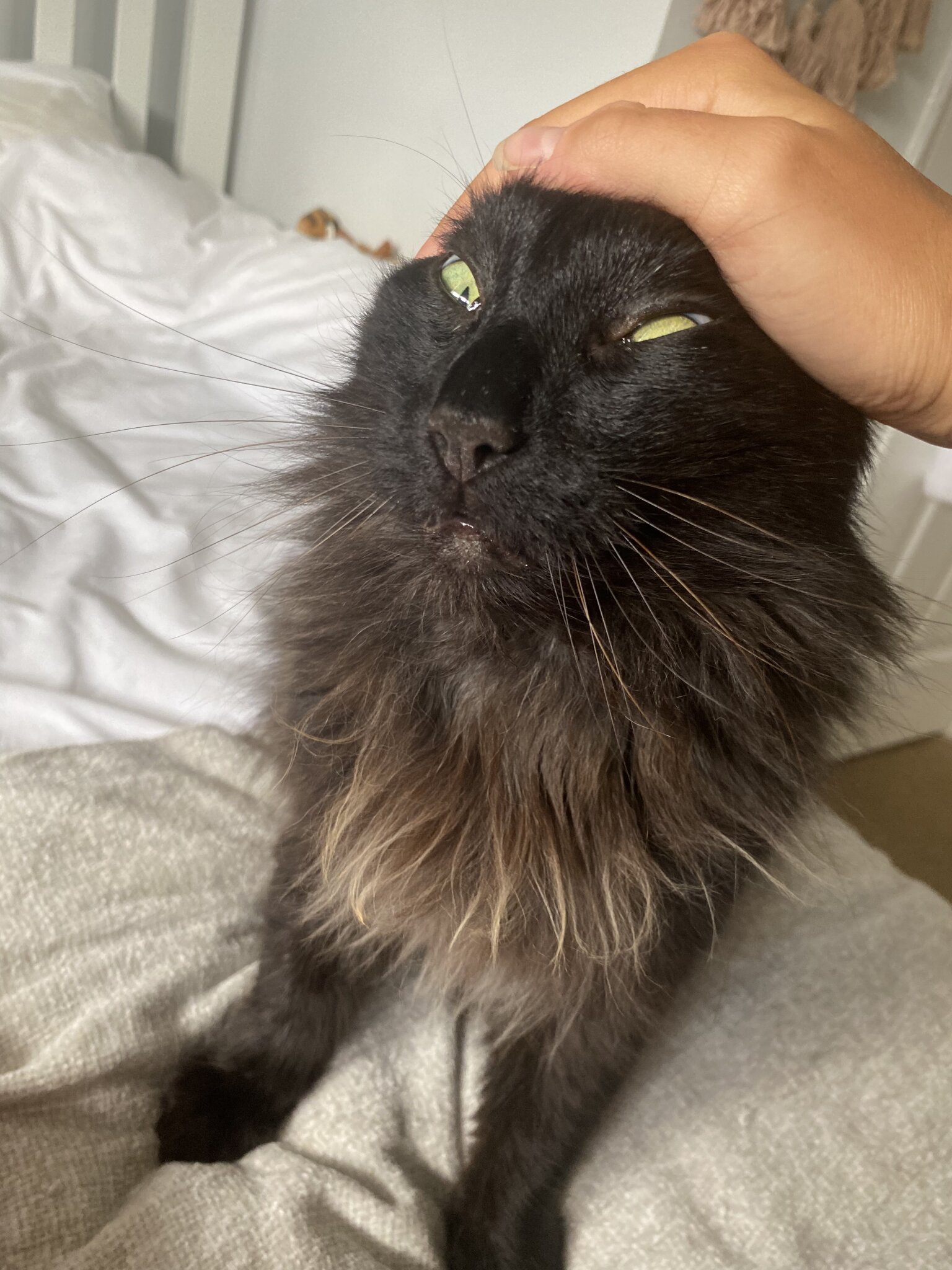 My cat loves having his head stroked really hard. Here he is crossing