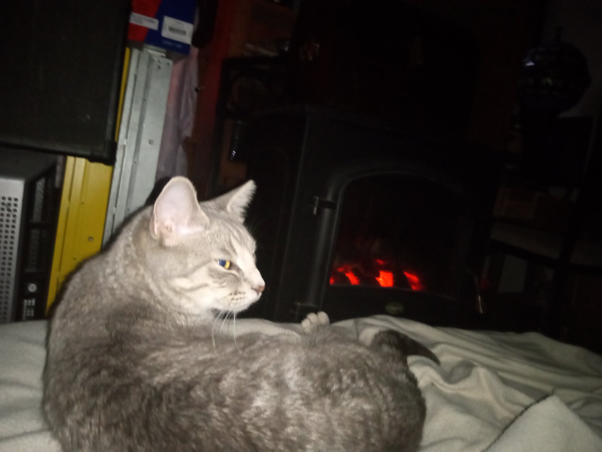 Do you like Cats or Dogs better? Why? Cats & Dogs