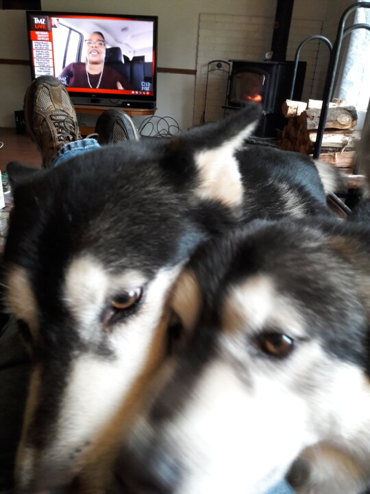 Do you like Cats or Dogs better? Why? Cats & Dogs