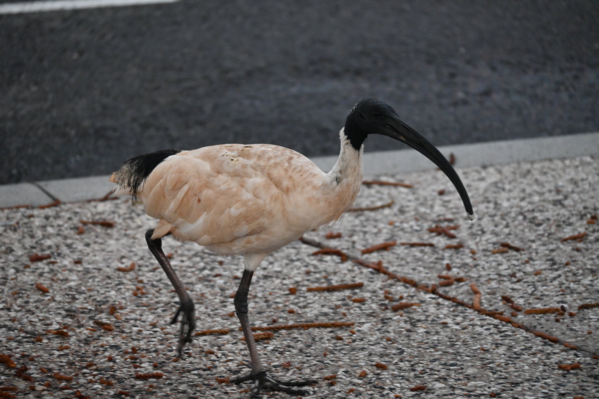 Ibis AKA Bin Chicken Birds