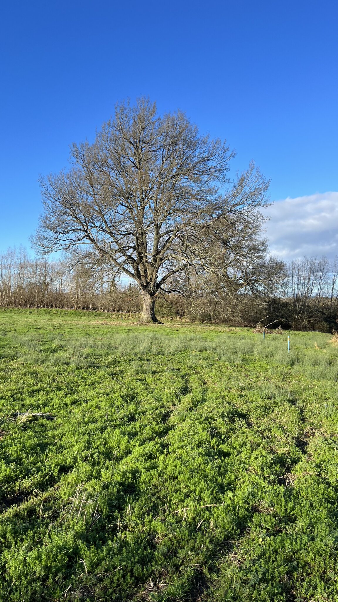 My neighbourhood . Devon , Somerset border England , early January