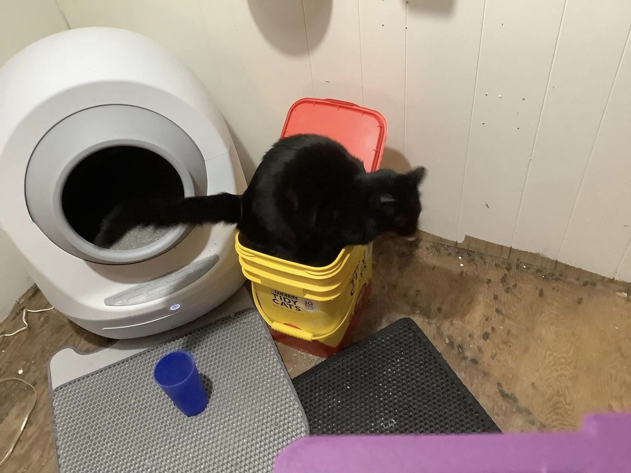 How Does A Cat Tell You That The Litter Box Needs To Be Cleaned Out? Here is one way. Cats