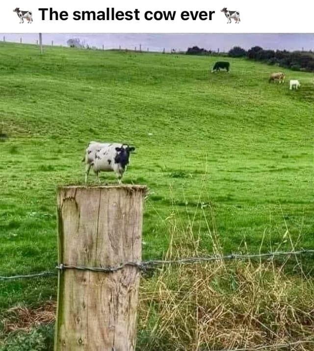 There are 30 cows in a field, and 28 chickens. How many didn’t? There’s a right answer in