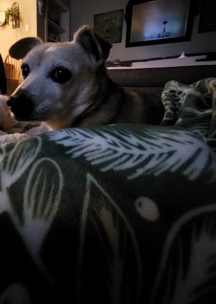 Mr. Chew Chews possibly had a stroke this morning He jumped off the bed