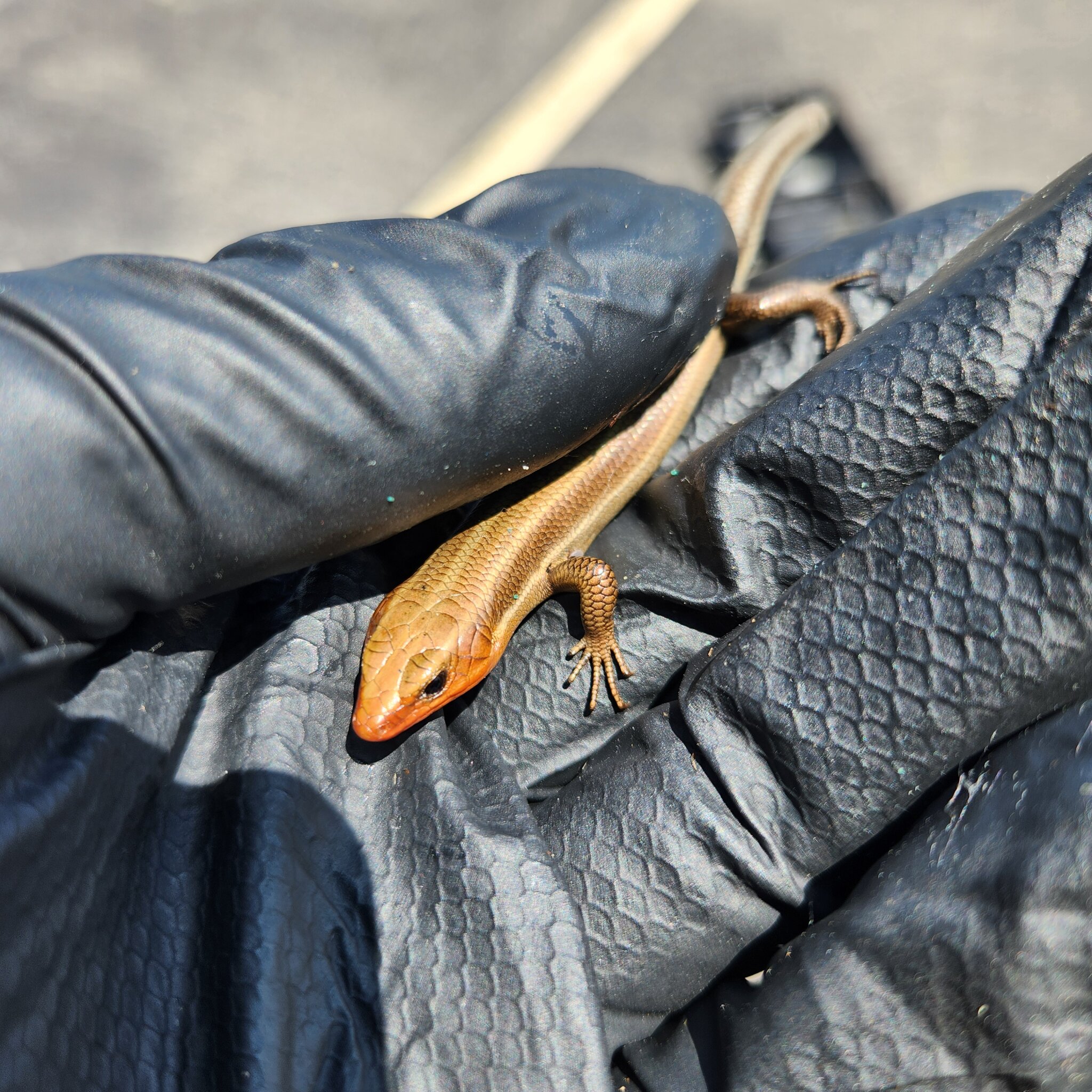 Chicago wildlife: Skink and garter snake | Wildlife