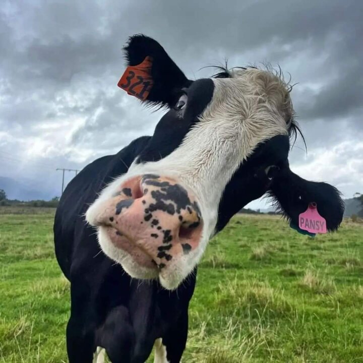 I just got asked if Moroccans speak islamBrother pls, it's too