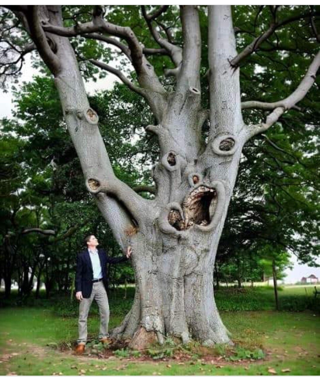 I found the goonies monster tree | Life