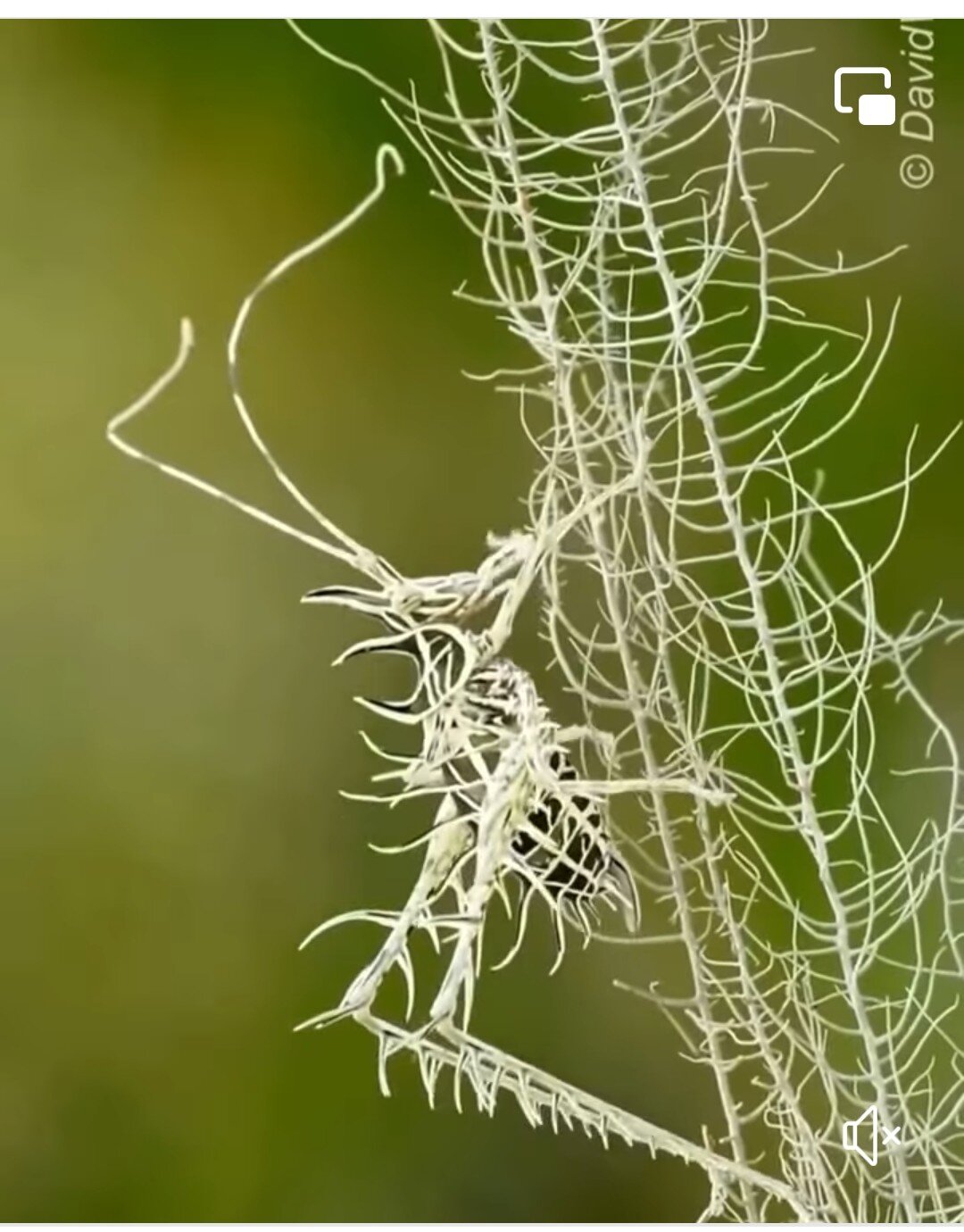 A crazy looking bug Amazing wonders of nature The Lichen Katydid The ...