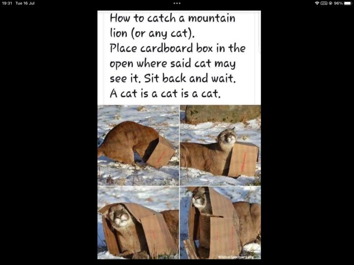 TheSirfurryanimalWales-iYACVE8Za2AZAhn.jpg