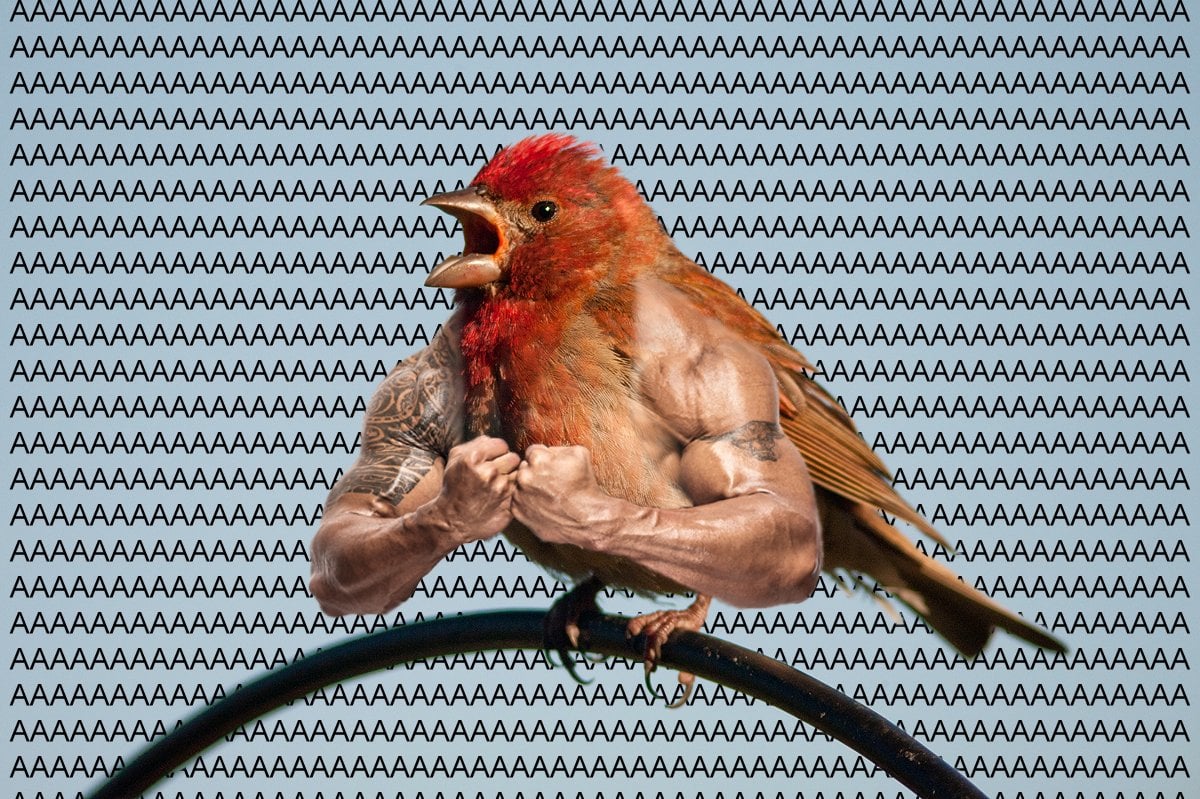 Птица кричит аааа. Мем ааа ааа ааа ааа. Котик кричащий аааа. Ааааааааааа ааааааааааааааааааааааааа. Картинка ааааааааааааааа.