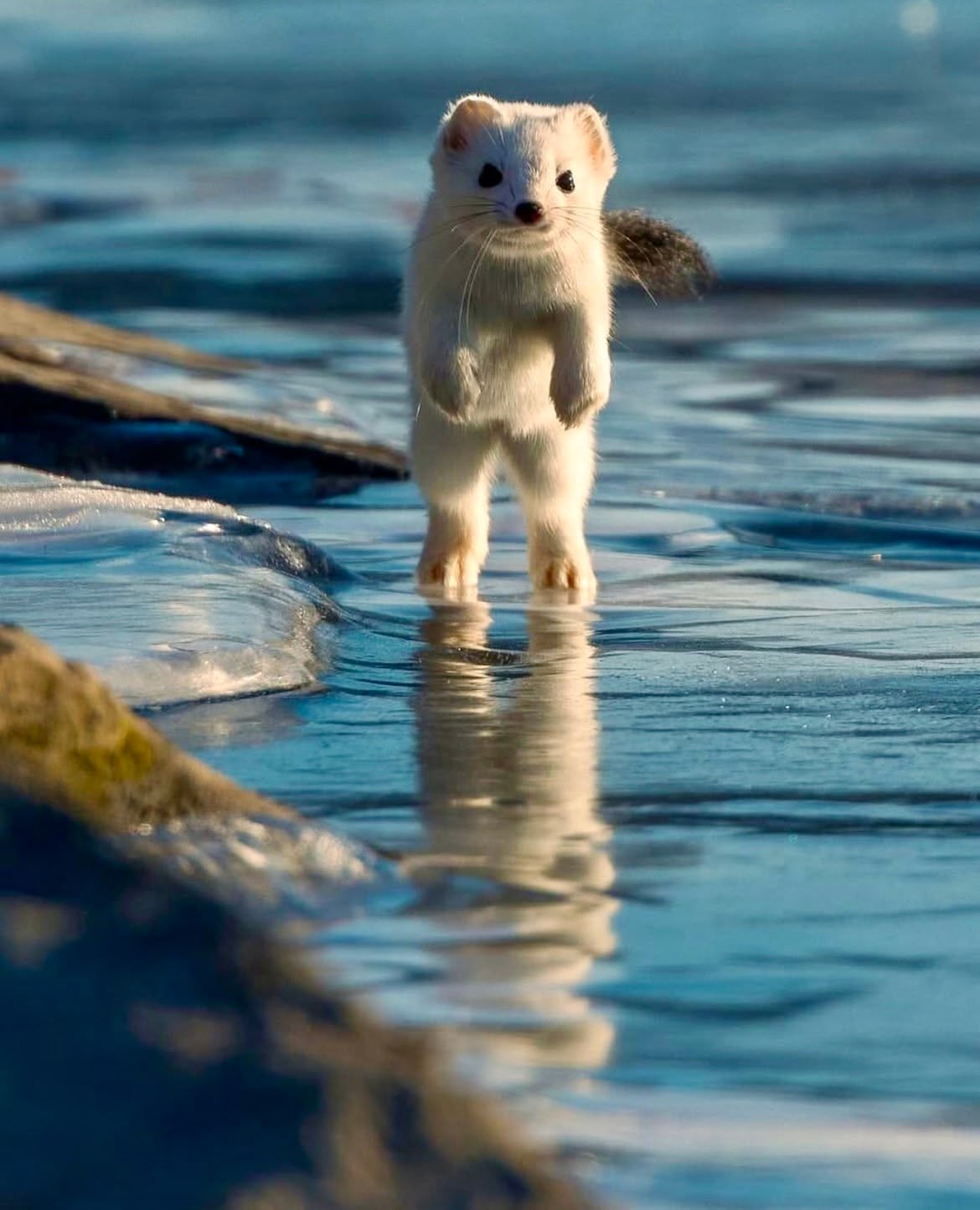 Have ya seen an Alaskan Ermine? Its SO SO SOOO cute I never heard of