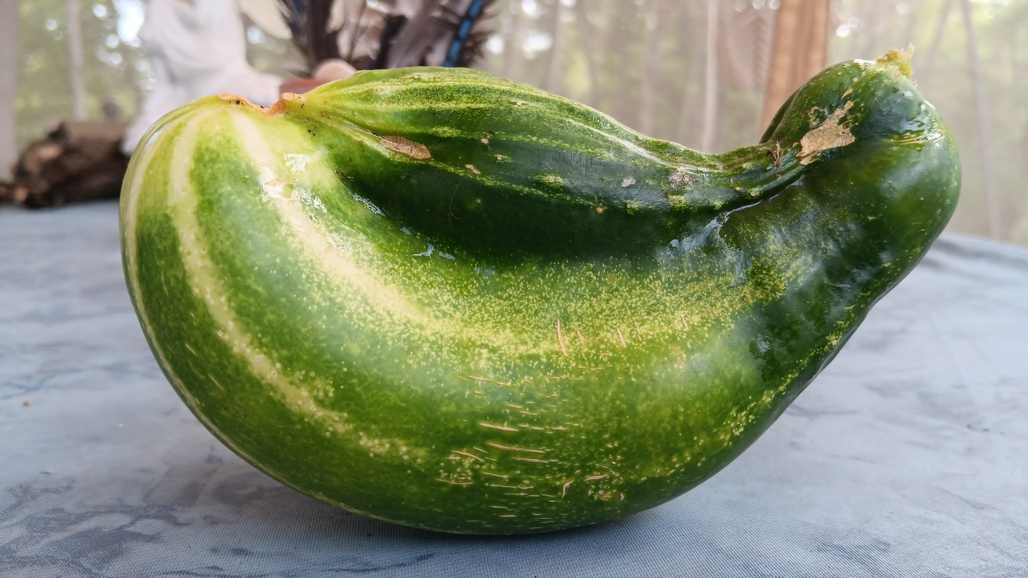 Freaky cucumber 2 grew together! | Fruits & Vegetables